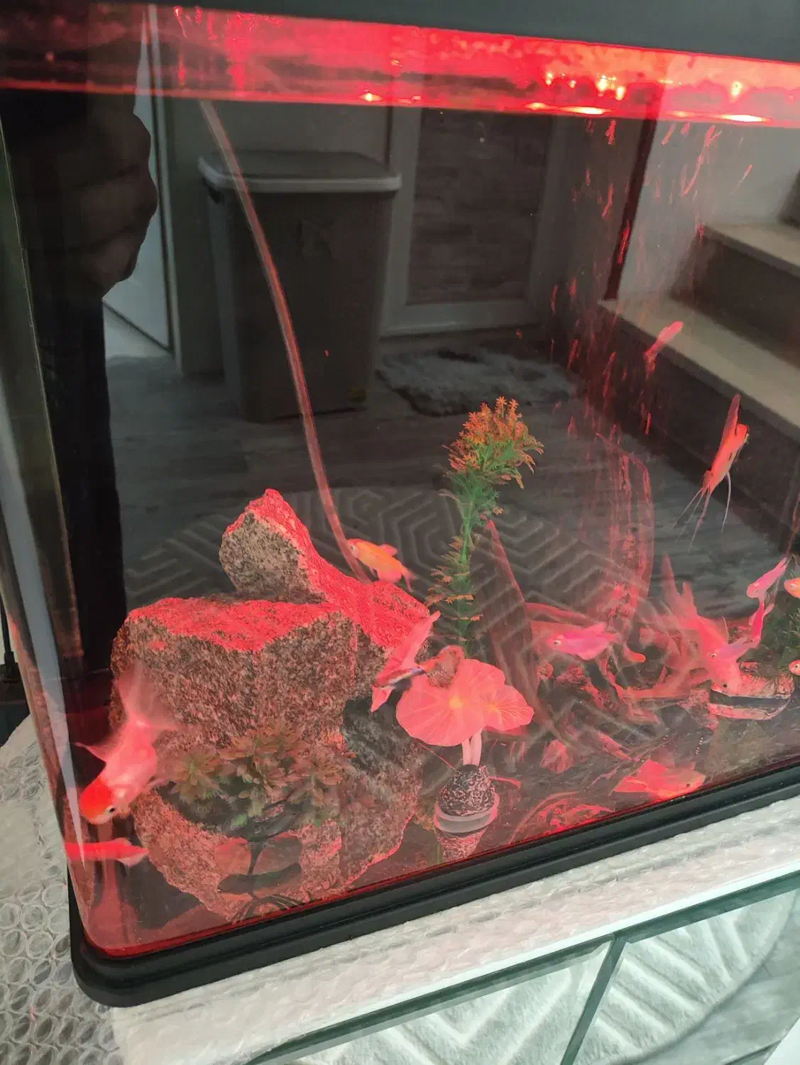 آکواریوم ma24 ماهیران|ماهی|مشهد, فاطمیه|دیوار