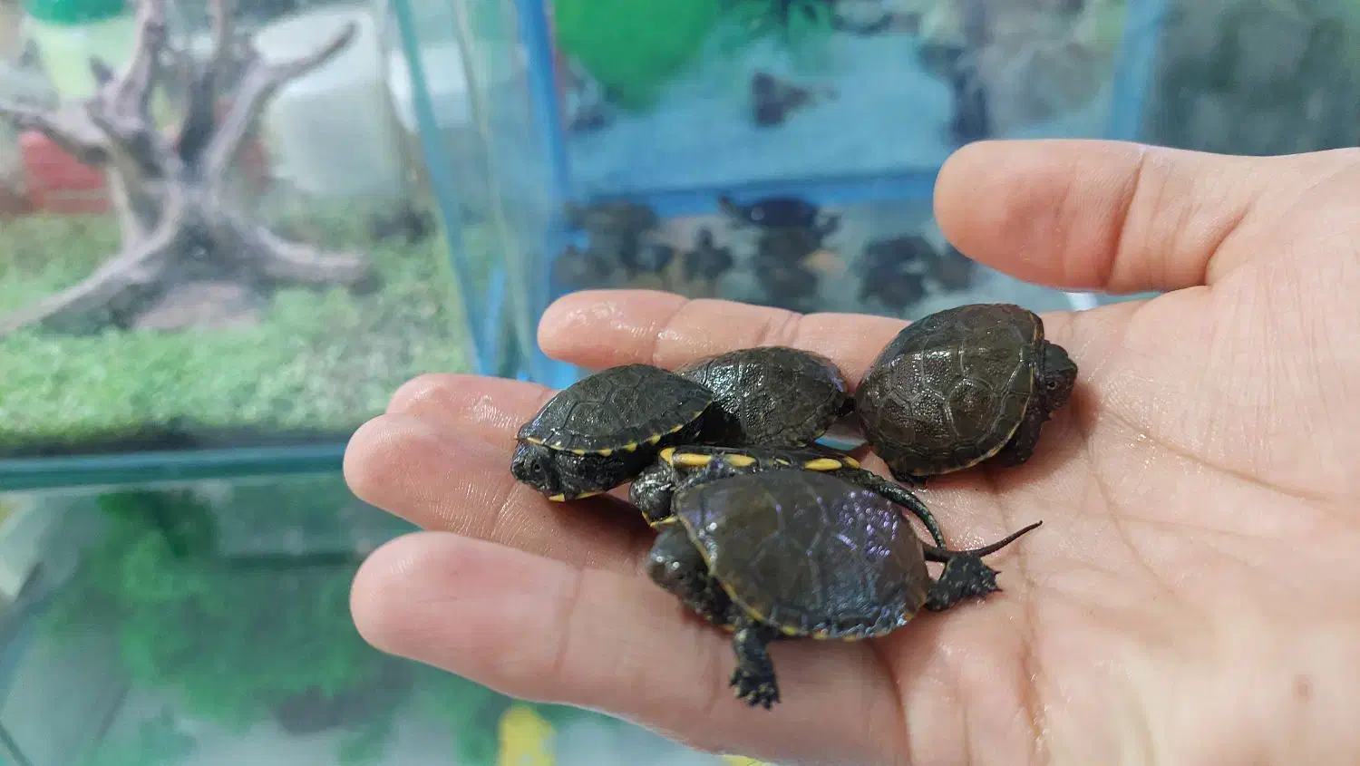 ماهی جدید رسید آکواریوم ماهیداران|ماهی|بیرجند, |دیوار