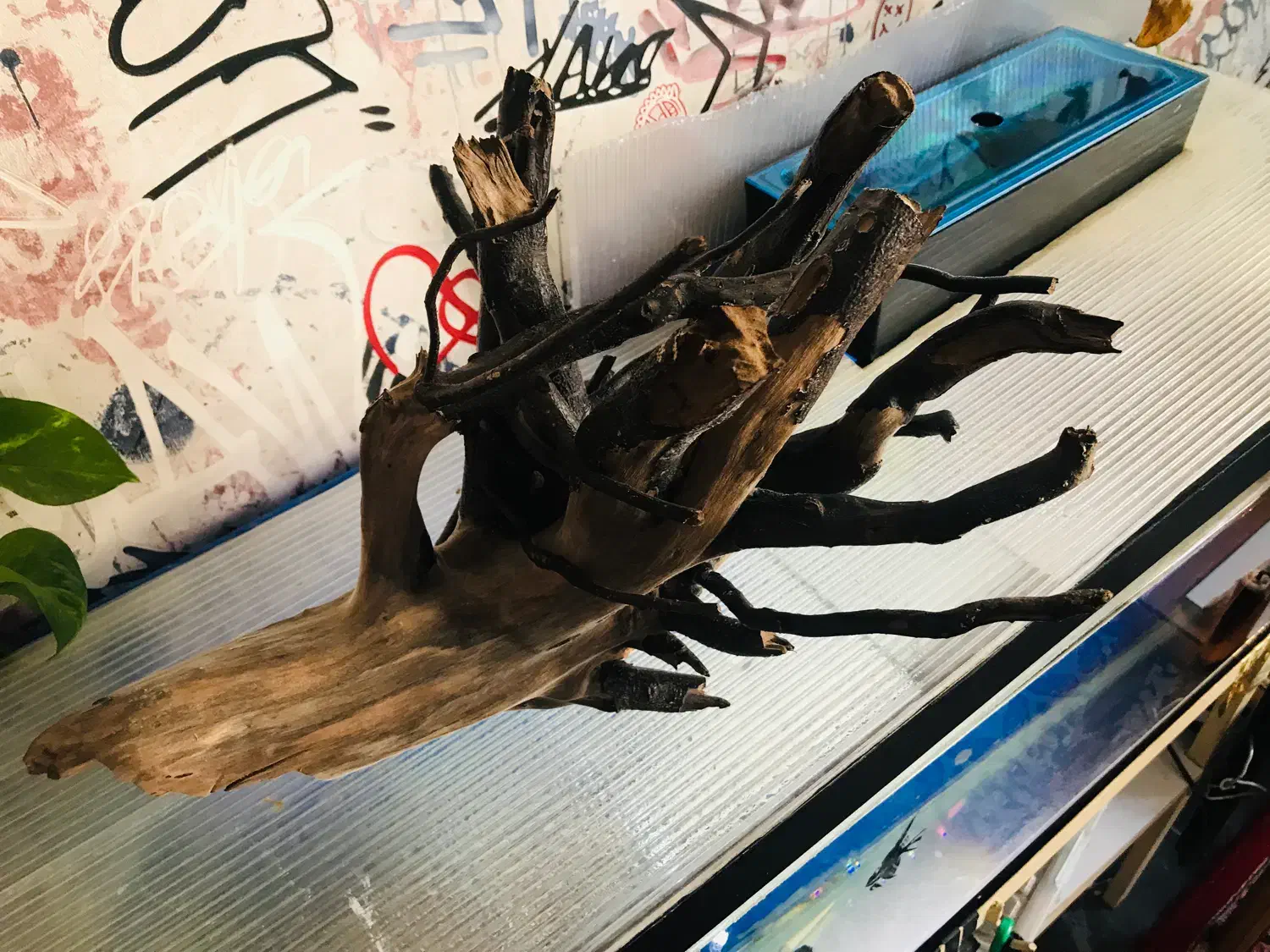 آکواریوم چوب ابنوس مخصوص|ماهی|اردبیل, |دیوار