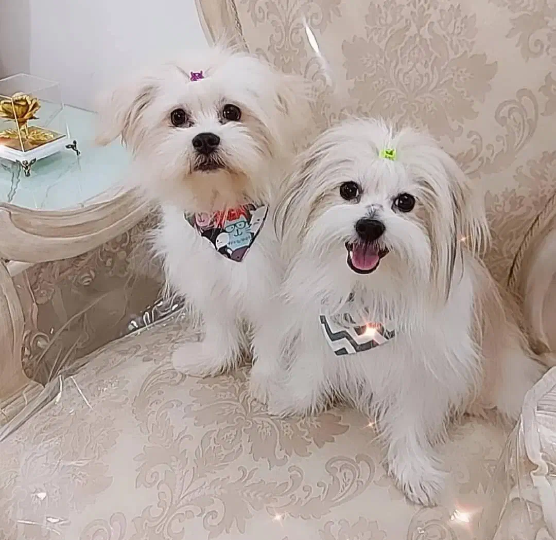 سگ حرفه ای|سگ|قم, باجک دو|دیوار