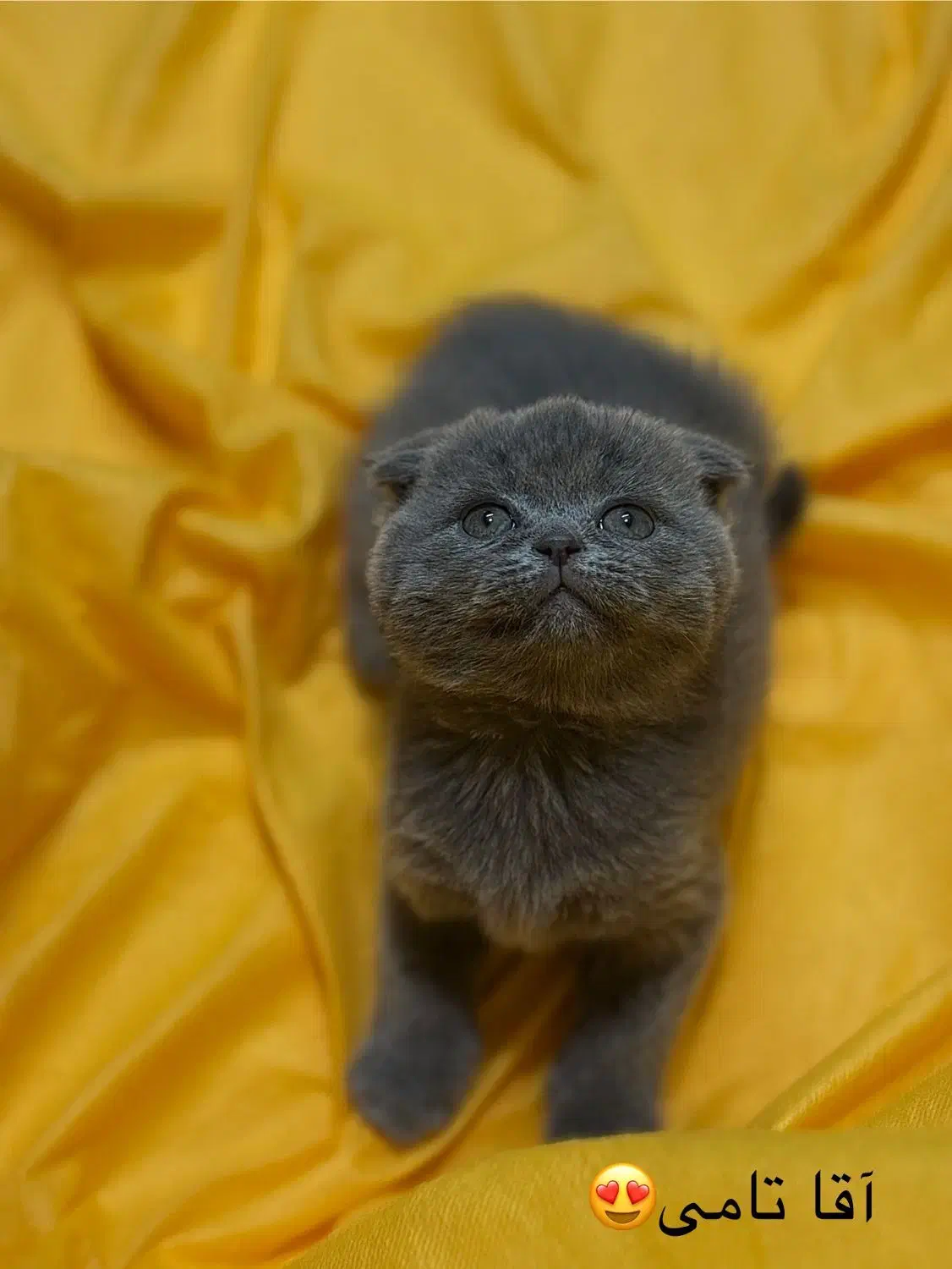 بلو|گربه|نیشابور, شهرک فرهنگیان|دیوار