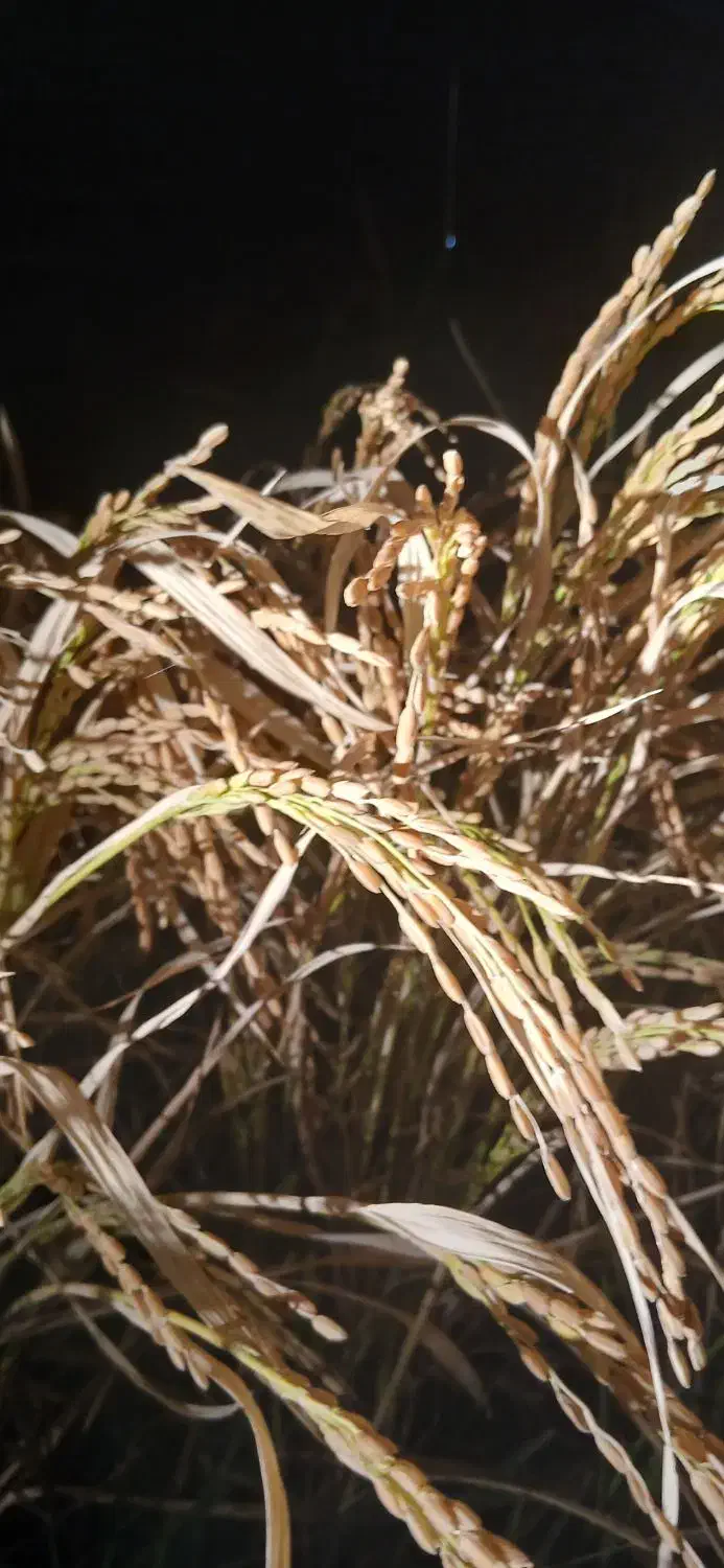 برنج کامفیروزی به شرط|خوردنی و آشامیدنی|شیراز, ستارخان|دیوار