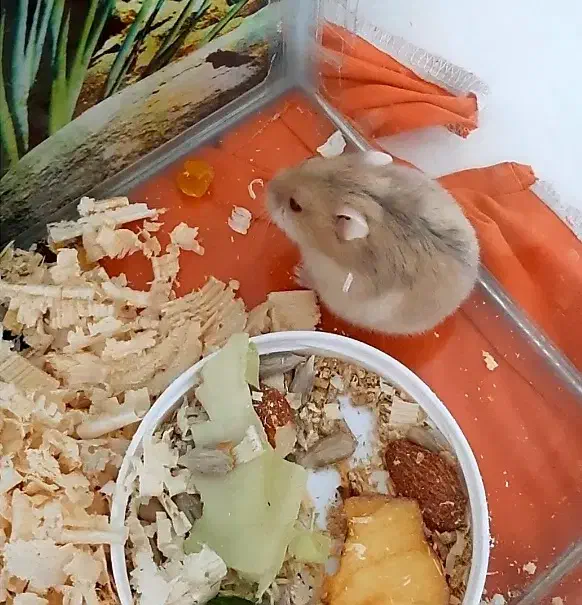 همستر|موش و خرگوش|اسلام‌شهر, شهرک قائمیه|دیوار