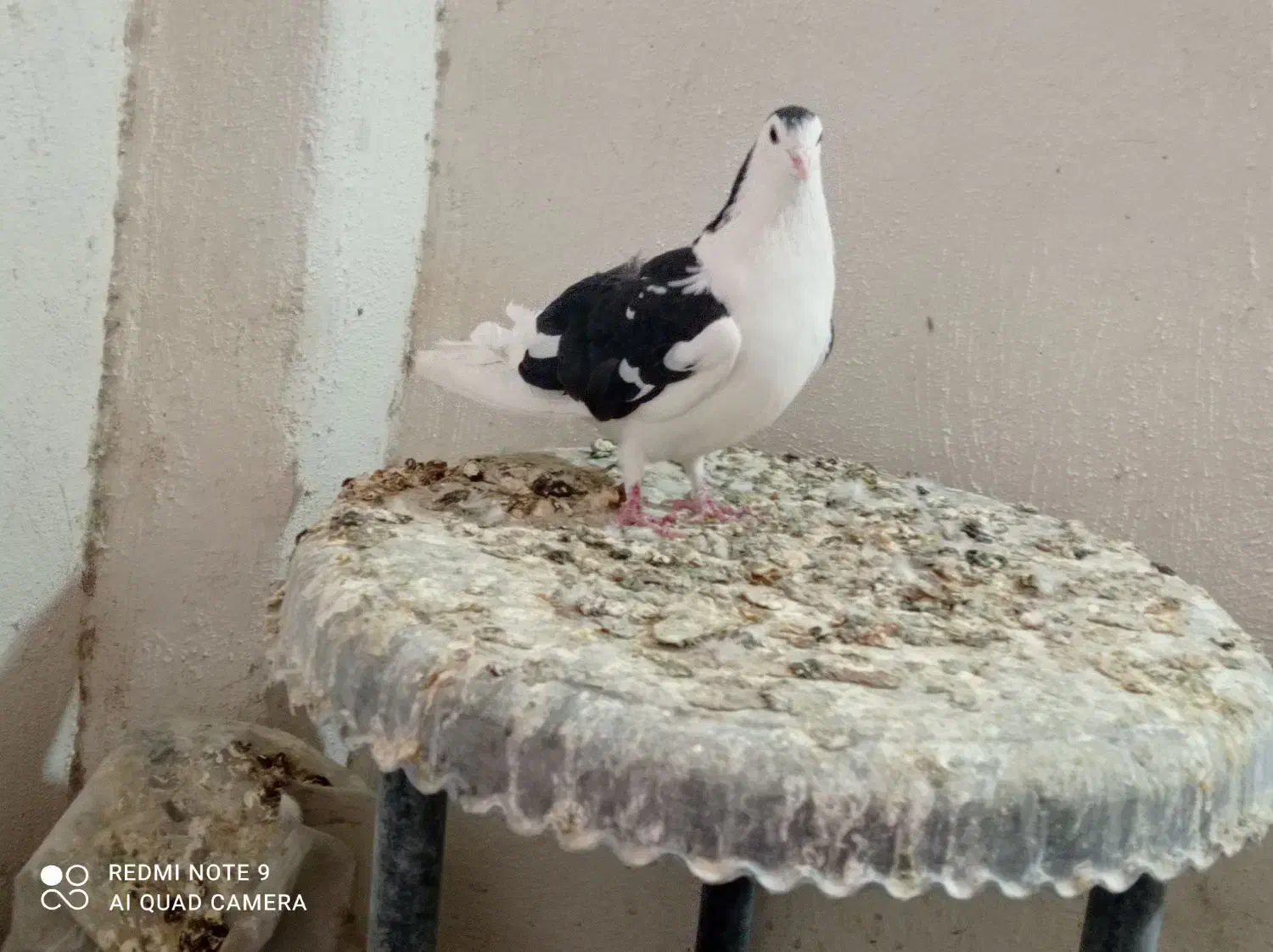 دمگیر فروشی|پرنده|اصفهان, ارداجی|دیوار