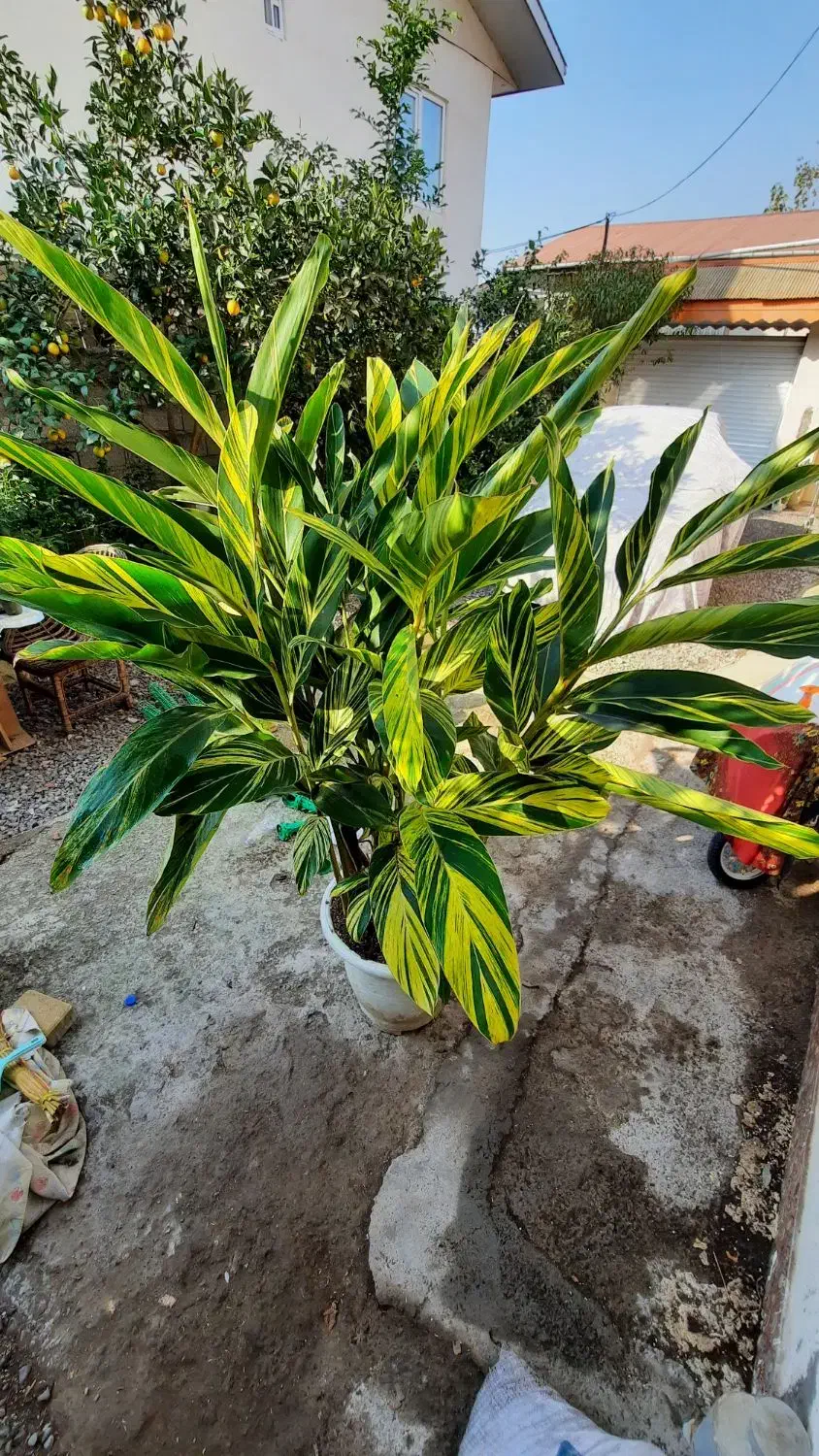 مارانتا ابلق|گل و گیاه طبیعی|شلمان, |دیوار