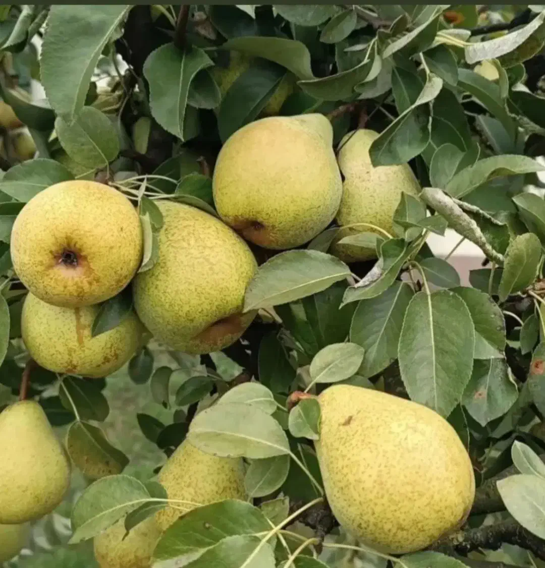 نهالستان سهند(فروش انواع نهال مثمر و غیر مثمر)|خدمات باغبانی و درختکاری|سمنان, |دیوار