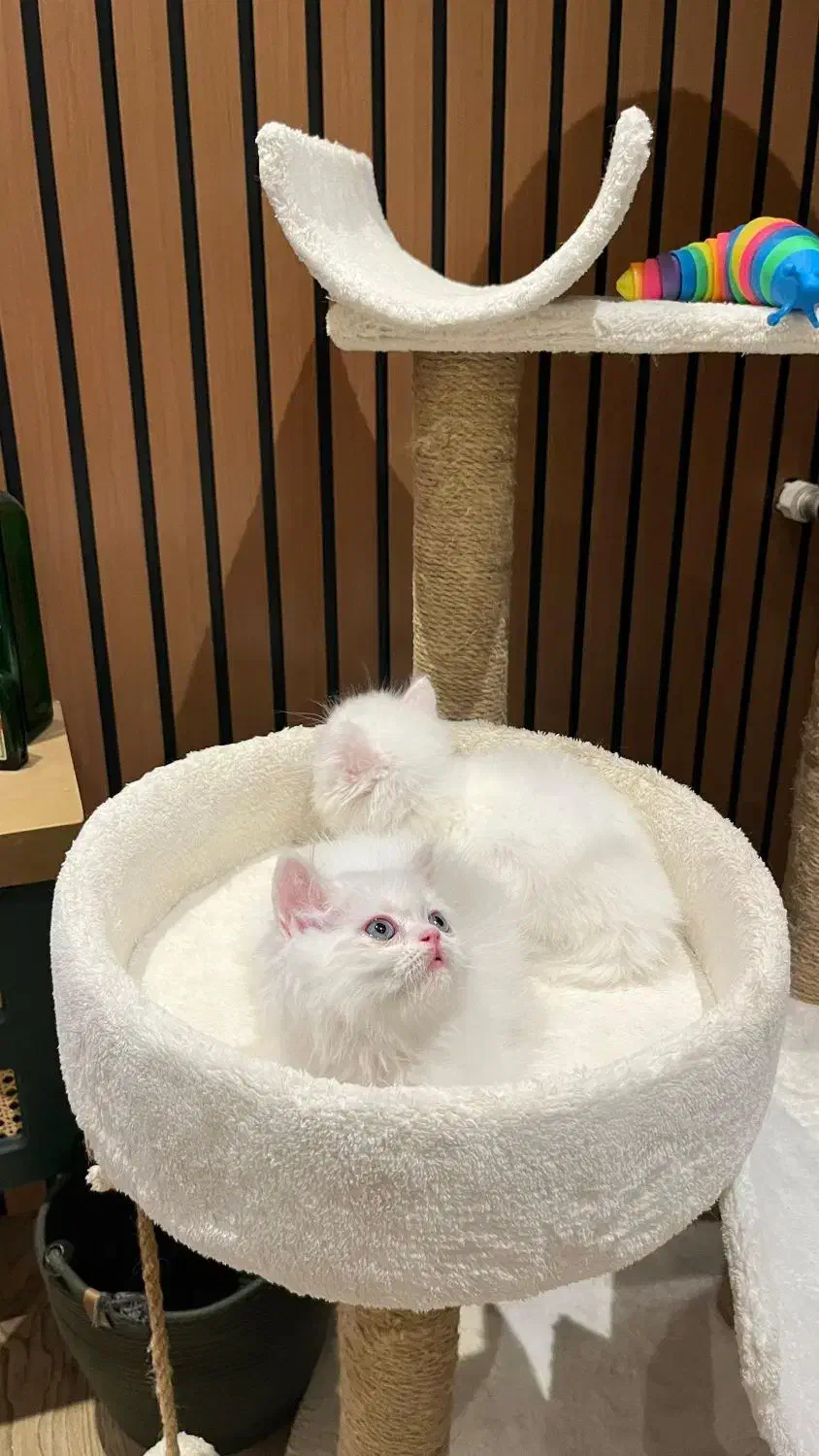 پرشین ماده آماده تحویل|گربه|چالوس, |دیوار