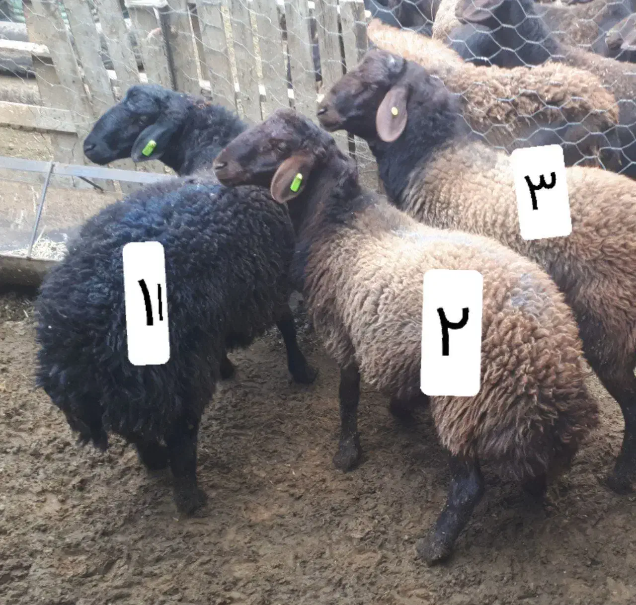 بره قوچ و شیشک همو افشار و قزل افشار|حیوانات مزرعه|مشهد, دانشجو|دیوار