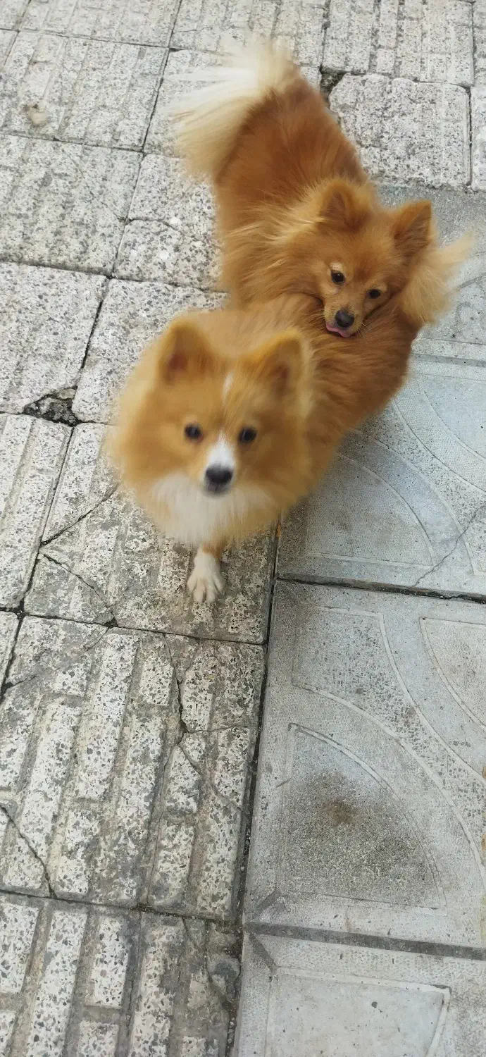 سگ پامرا روباهی هرکی پیدا کرده اطلاع بده|سگ|پارس‌آباد, |دیوار