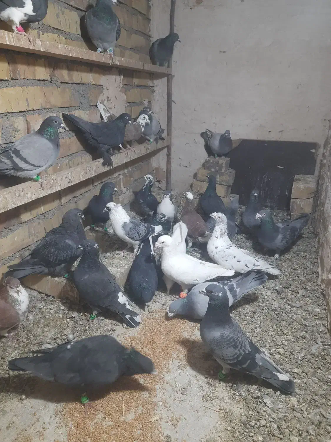 کفتر|پرنده|تایباد, |دیوار