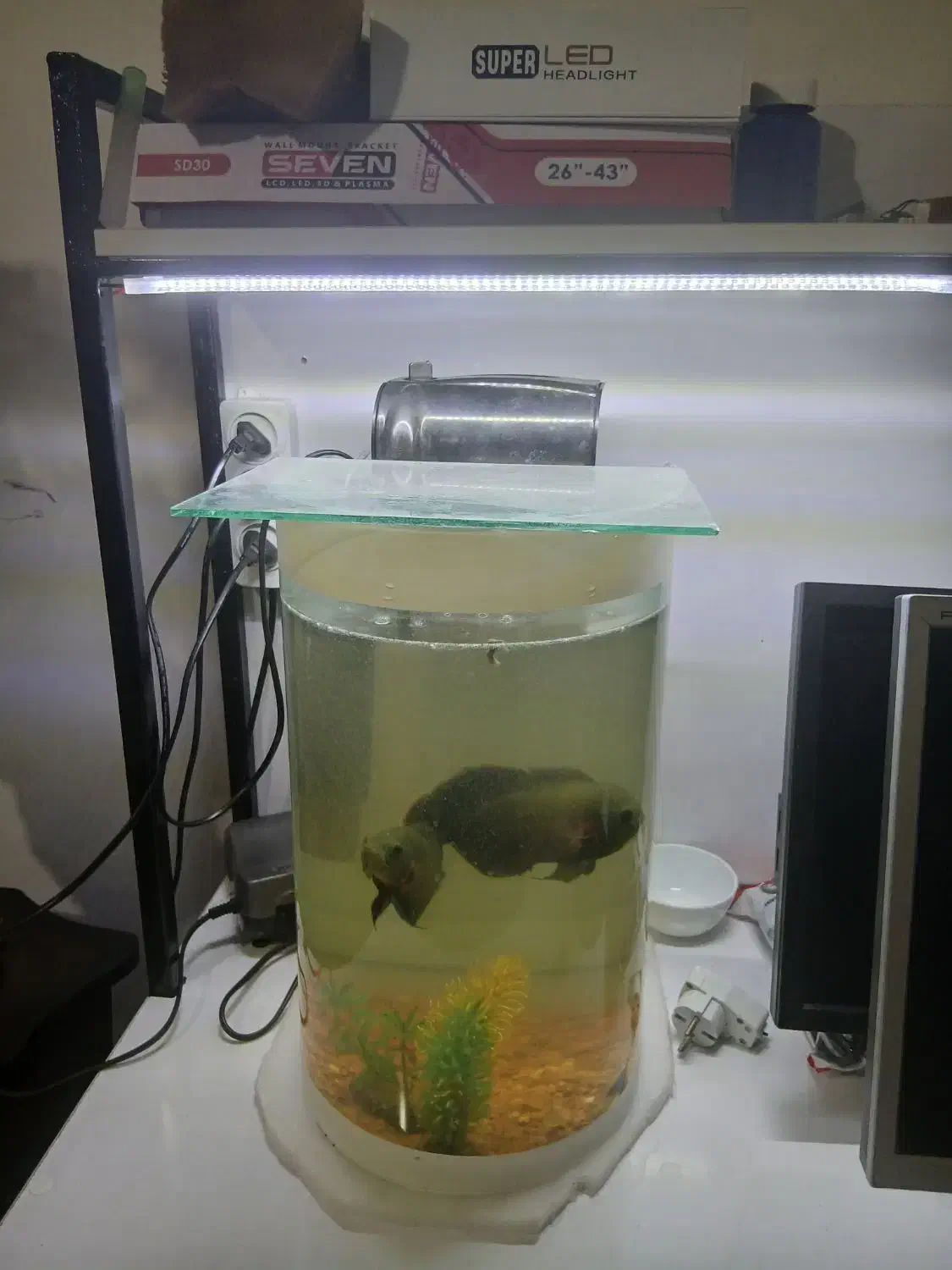 آکواریوم|ماهی|اردبیل, |دیوار