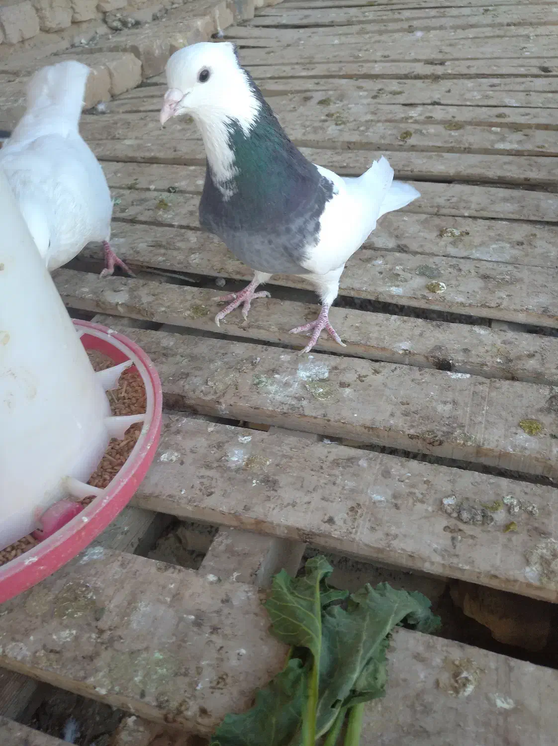 کبوتر طوقی|پرنده|جوین, |دیوار