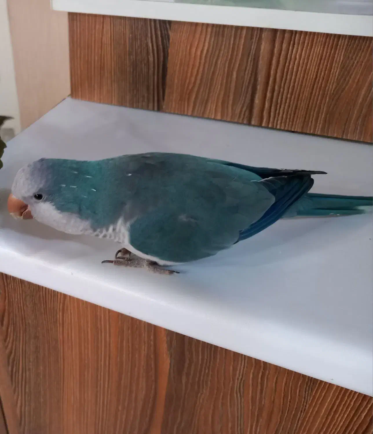 طوطی راهب|پرنده|کرج, شهرک بنفشه|دیوار