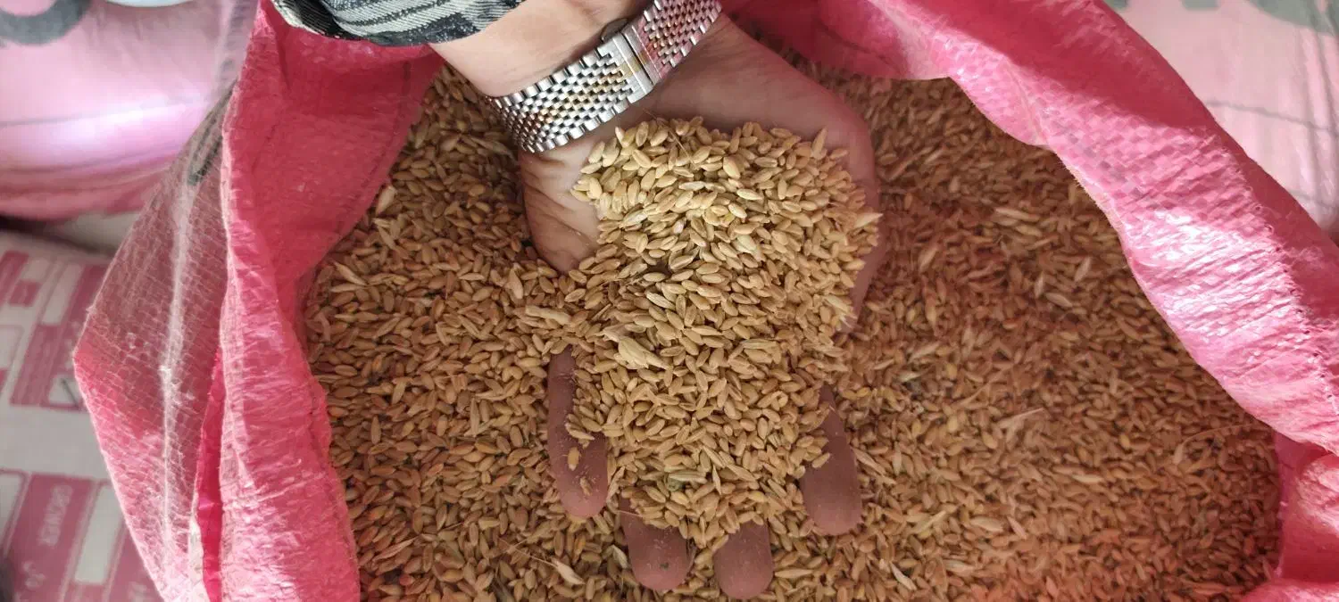 ۲۰تن گندم پیشگام|حراج|گیان, |دیوار