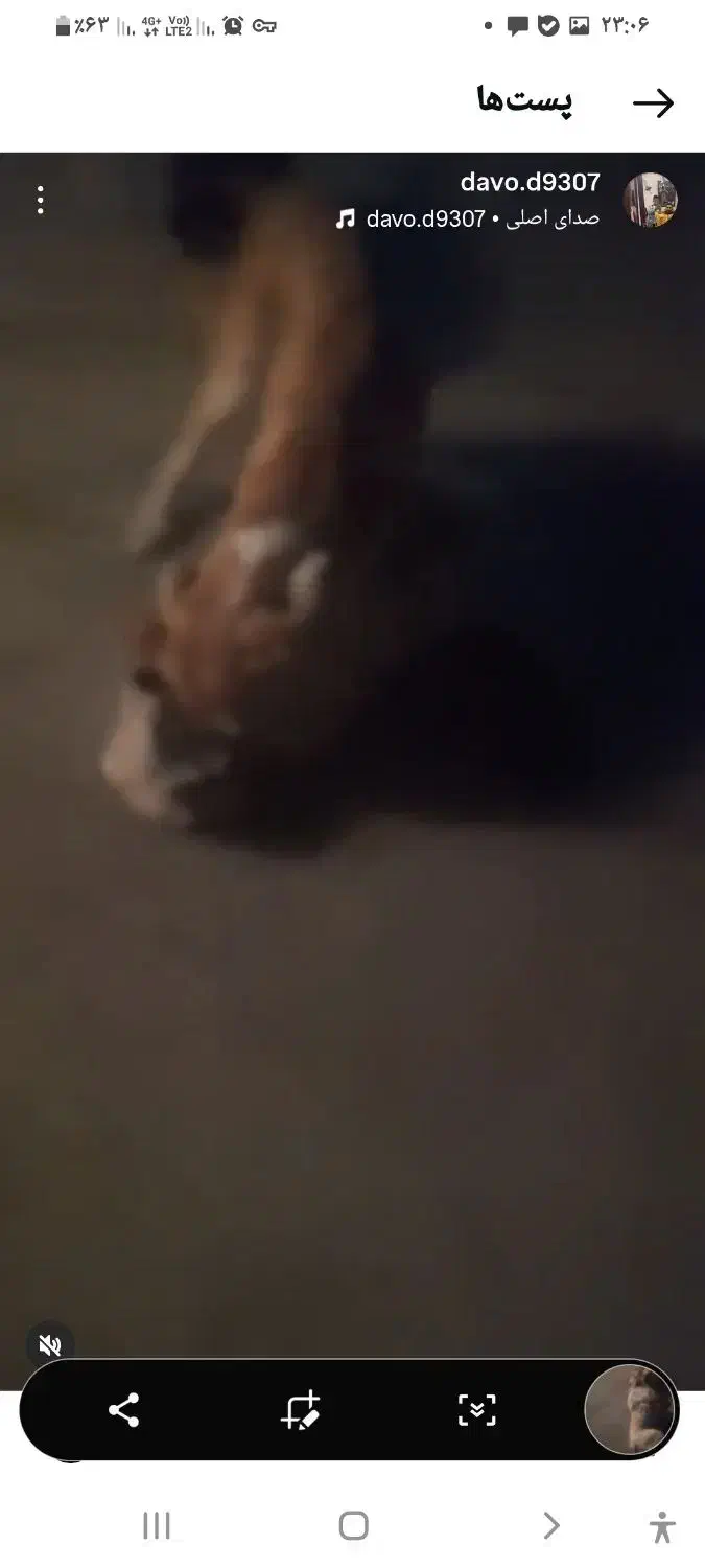 سگ پژدر|سگ|سامن, |دیوار