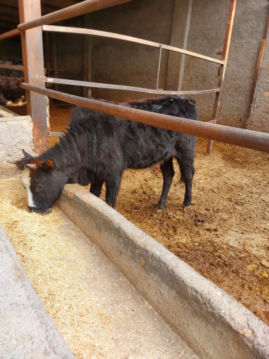 گوساله ماده|حیوانات مزرعه|قزوین, |دیوار