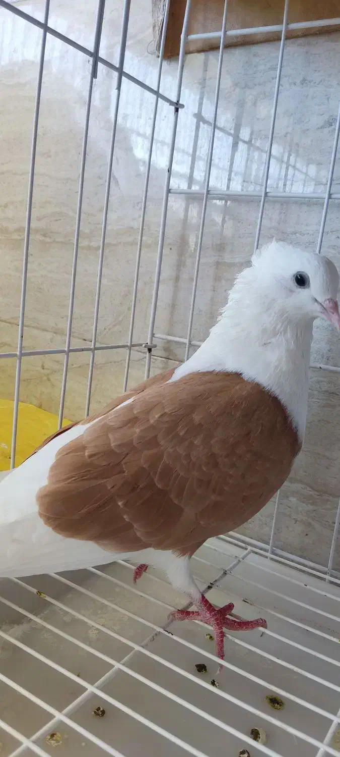 دوکت زرد|پرنده|اندیمشک, |دیوار