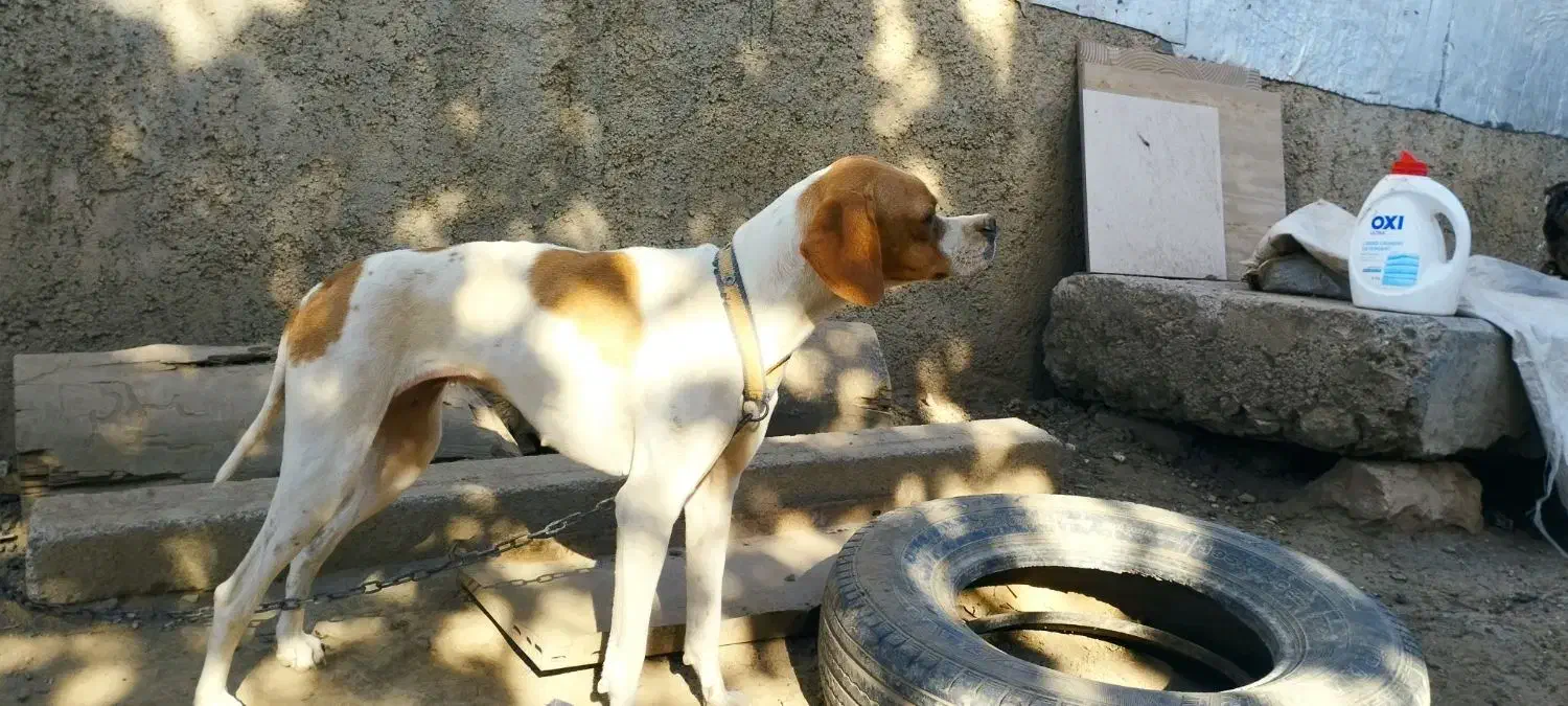 فروش توله سگ انگلیس ماده|سگ|گلی داغ, |دیوار