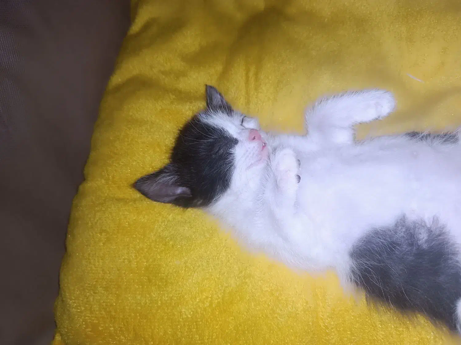 واگذاری فوری گربه|گربه|ماهان, |دیوار