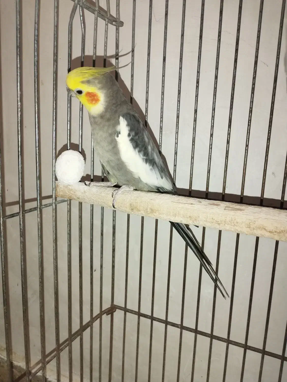 عروس هلندی|پرنده|نسیم‌شهر, |دیوار