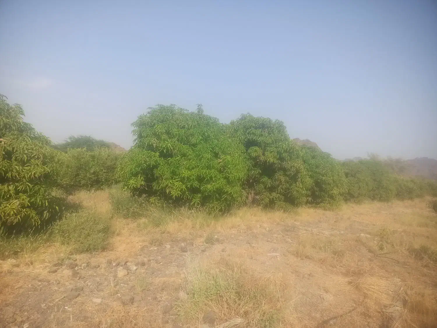 3هکتار باغ مرکبات رودان|فروش دفتر صنعتی، کشاورزی، تجاری|رودان, |دیوار