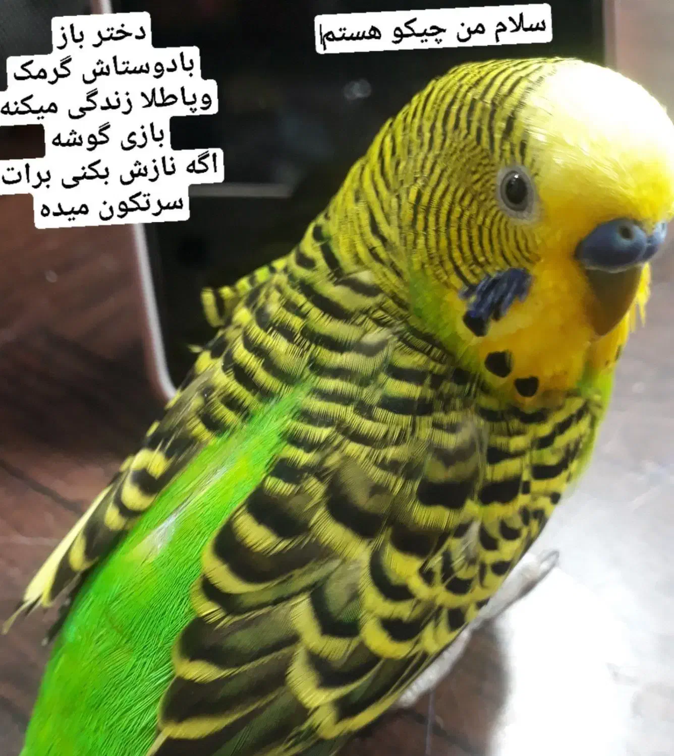 ۴ جفت مرغ عشق بالغ|پرنده|قرچک, باقرآباد|دیوار