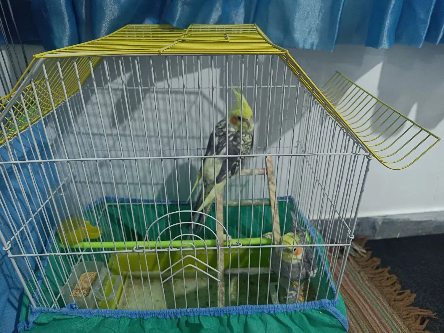 عروس هلندی|پرنده|مریوان, |دیوار