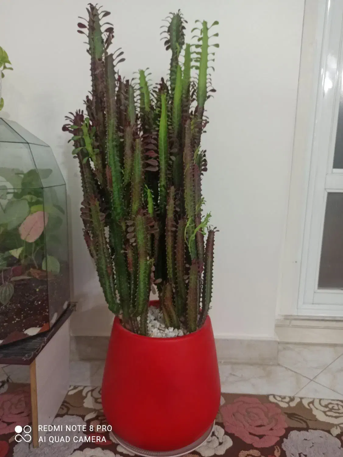 کاکتوس آفریقایی و گلدان تراریوم بزرگ|گل و گیاه طبیعی|تهران, عباسی|دیوار