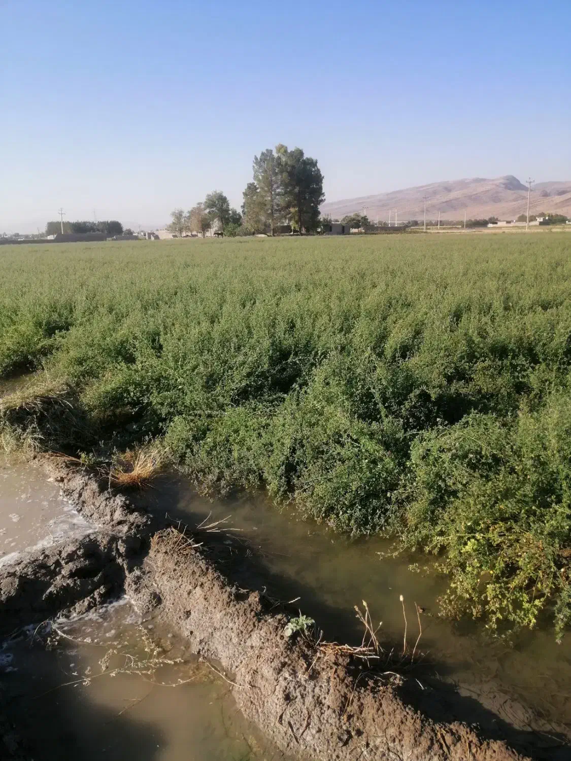 بذریونجه|گل و گیاه طبیعی|شیراز, ظفرآباد|دیوار
