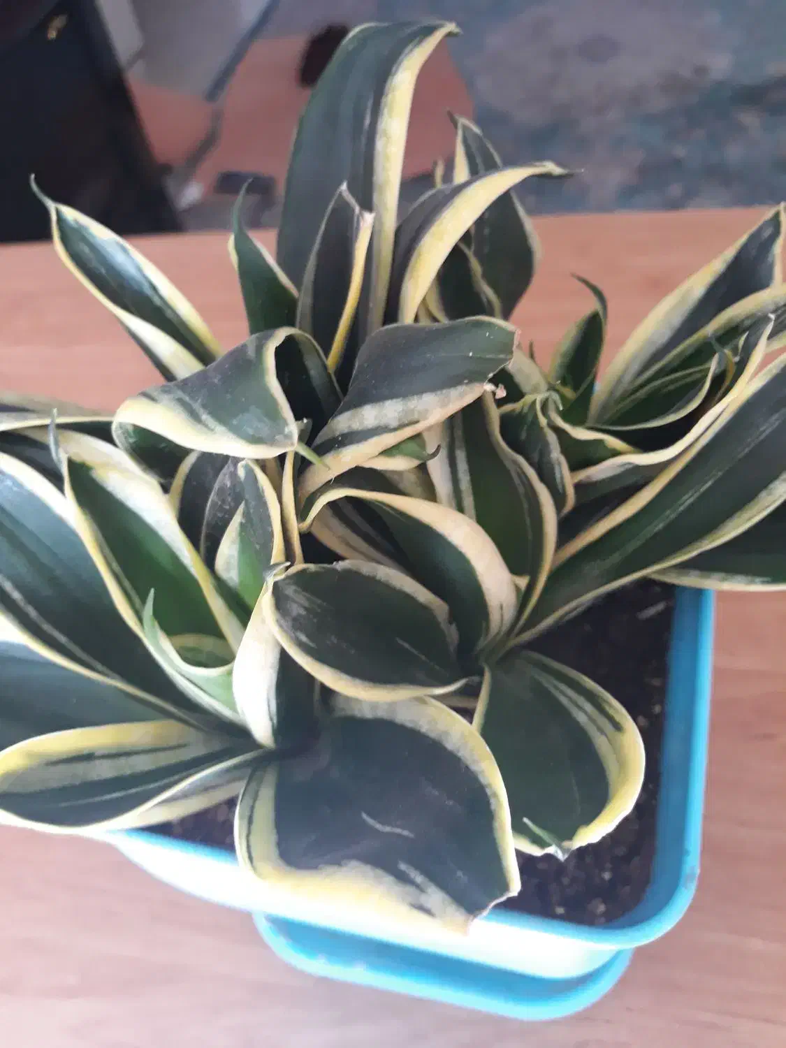 گل و گیاه سنسوریا|گل و گیاه طبیعی|فردیس, سرحدی|دیوار