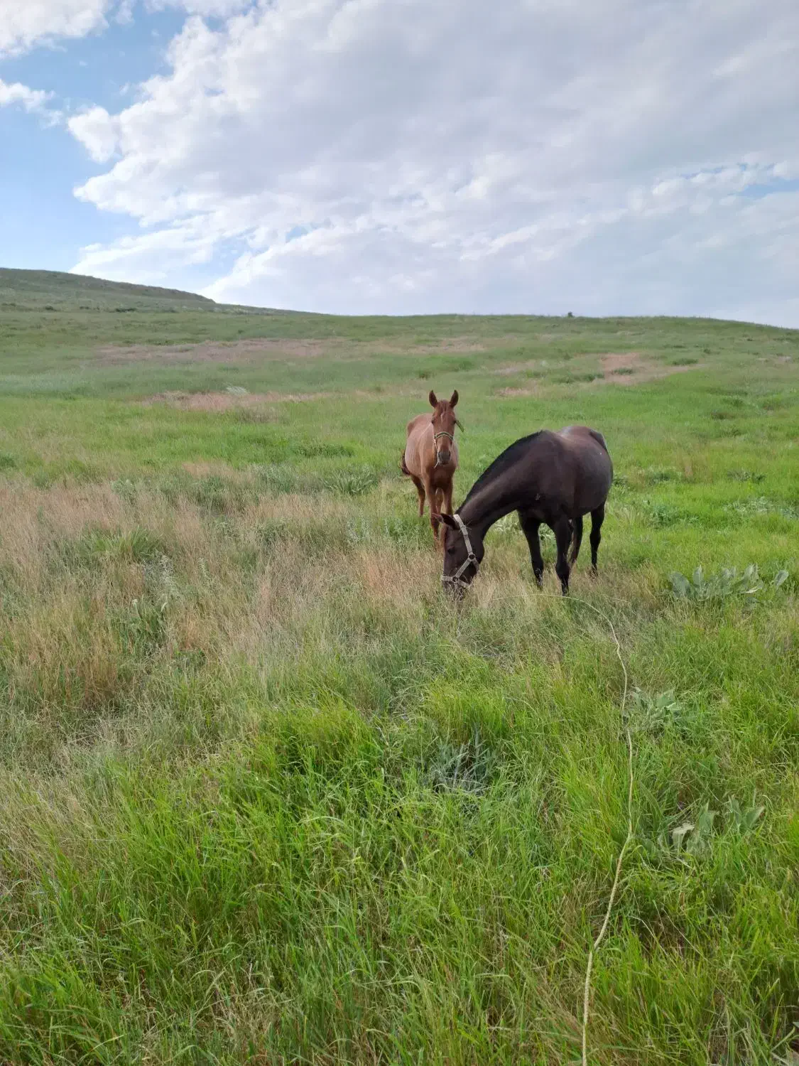اسب|اسب و تجهیزات اسبسواری|شیروان (خراسان), |دیوار