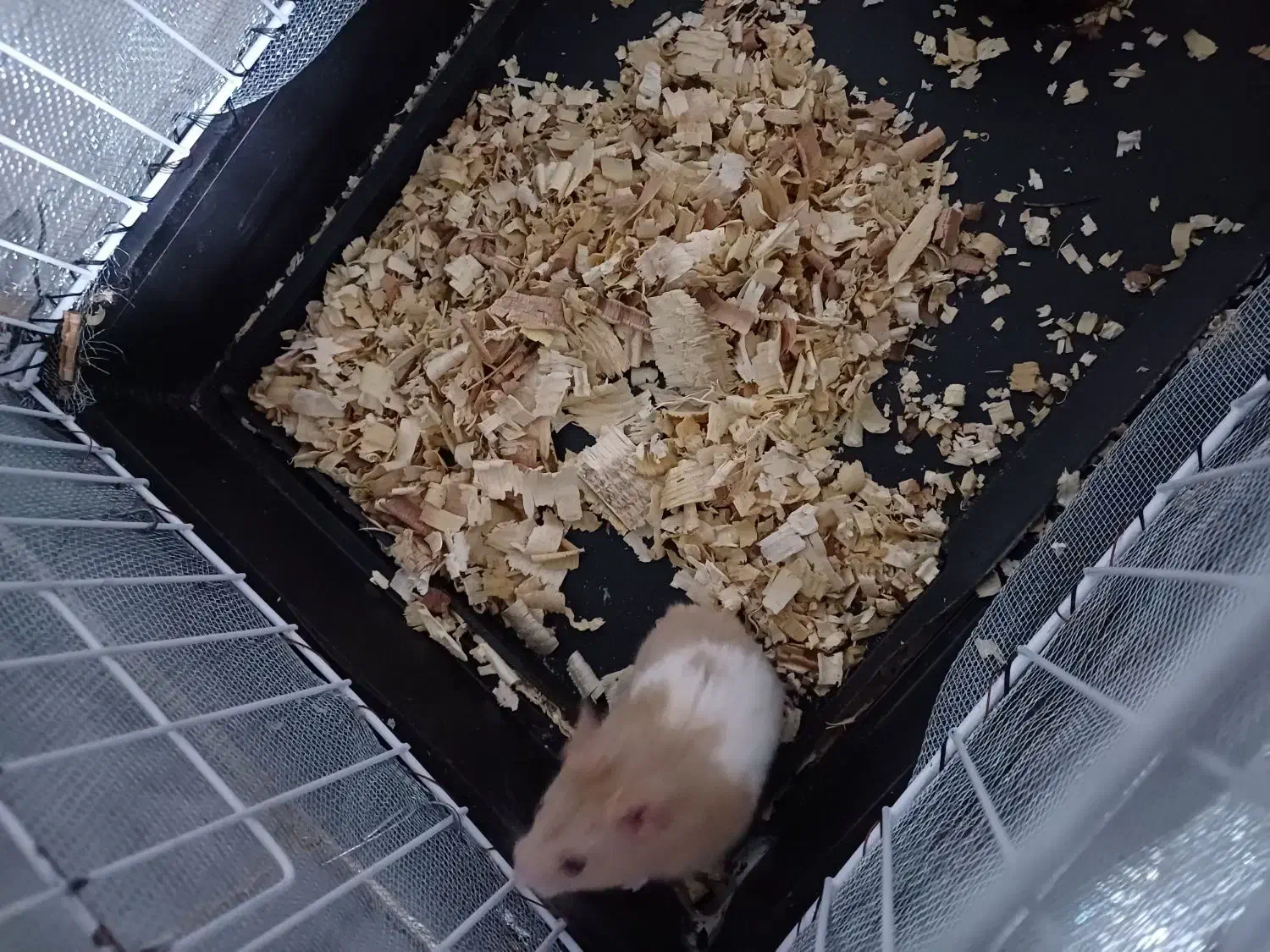 همستر همراه قفس|موش و خرگوش|ایرانشهر, |دیوار