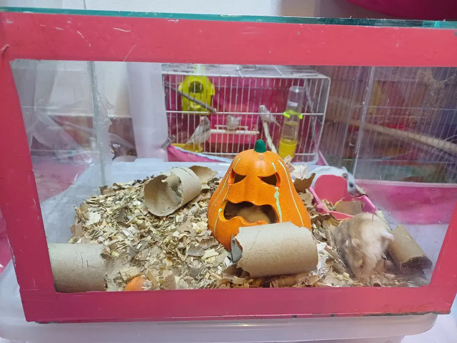 همستر کمپل خانواده|موش و خرگوش|اصفهان, مهدی آباد|دیوار