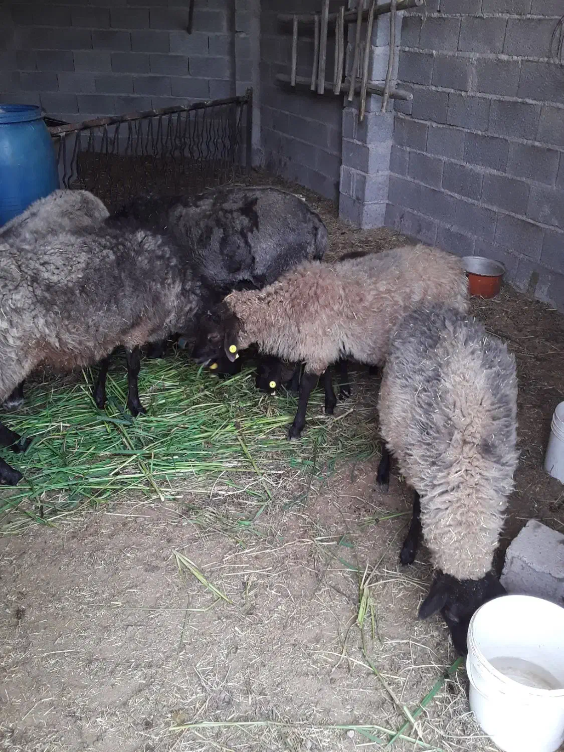 گوسفند رومانوف|حیوانات مزرعه|آستانه اشرفیه, |دیوار