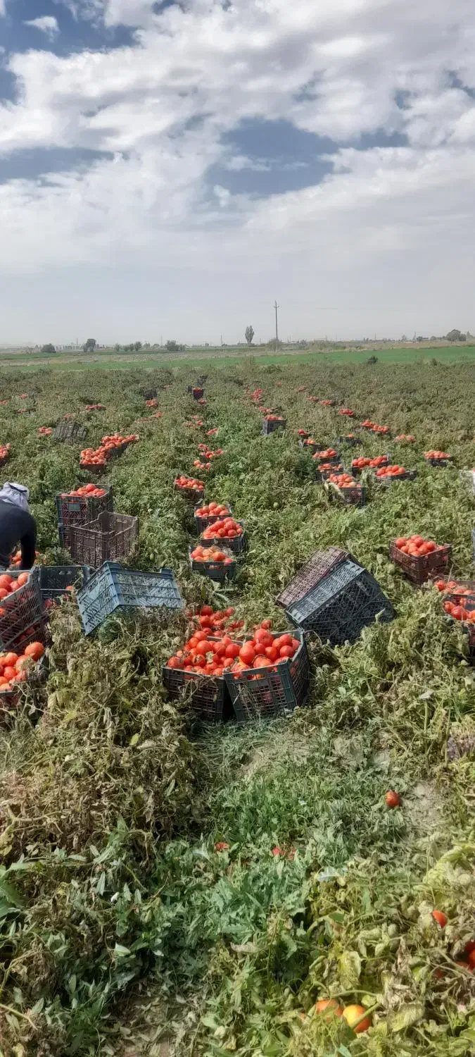 نیازمند کارگر گوجه چین|استخدام صنعتی، فنی، مهندسی|کبودرآهنگ, |دیوار
