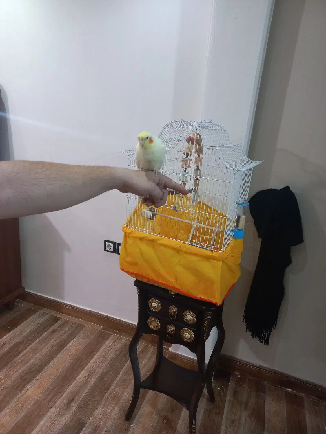 عروس هلندی ماده آماده جفت‌گیری سالم|پرنده|کرج, خرمدشت|دیوار