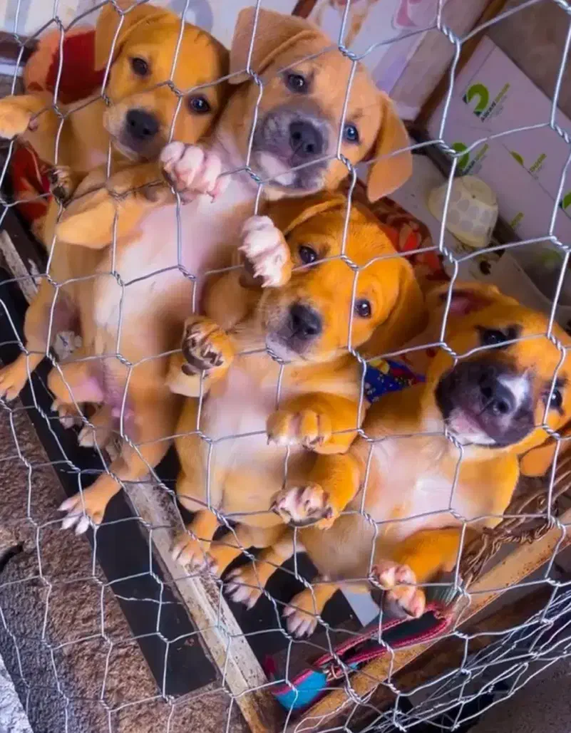 سگ پیتبول|سگ|رشت, معلم|دیوار