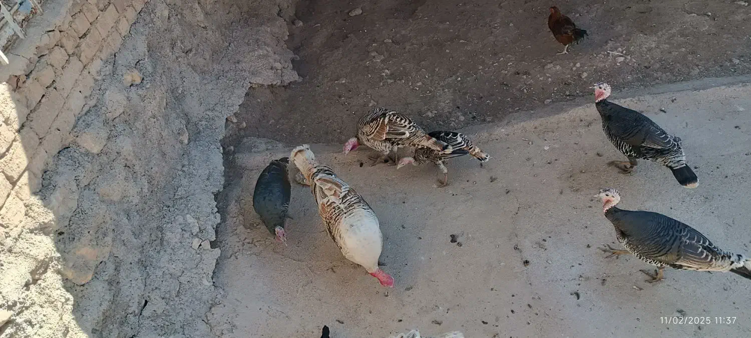 بوقلمو|حیوانات مزرعه|گوآور, |دیوار