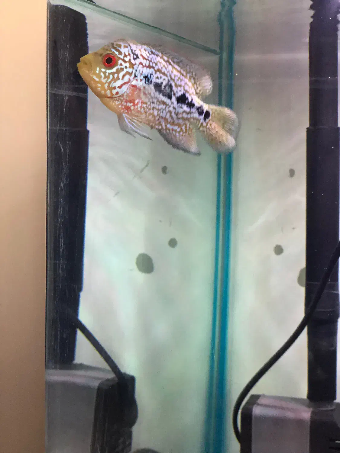 ماهی فلاور|ماهی|ری, سیزده آبان|دیوار