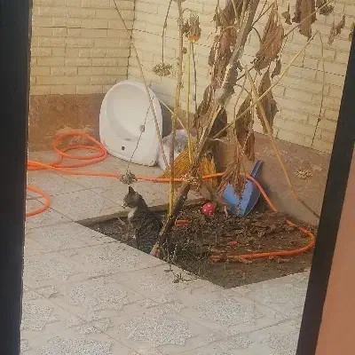 گربه ی خونگی|گربه|قوچان, |دیوار