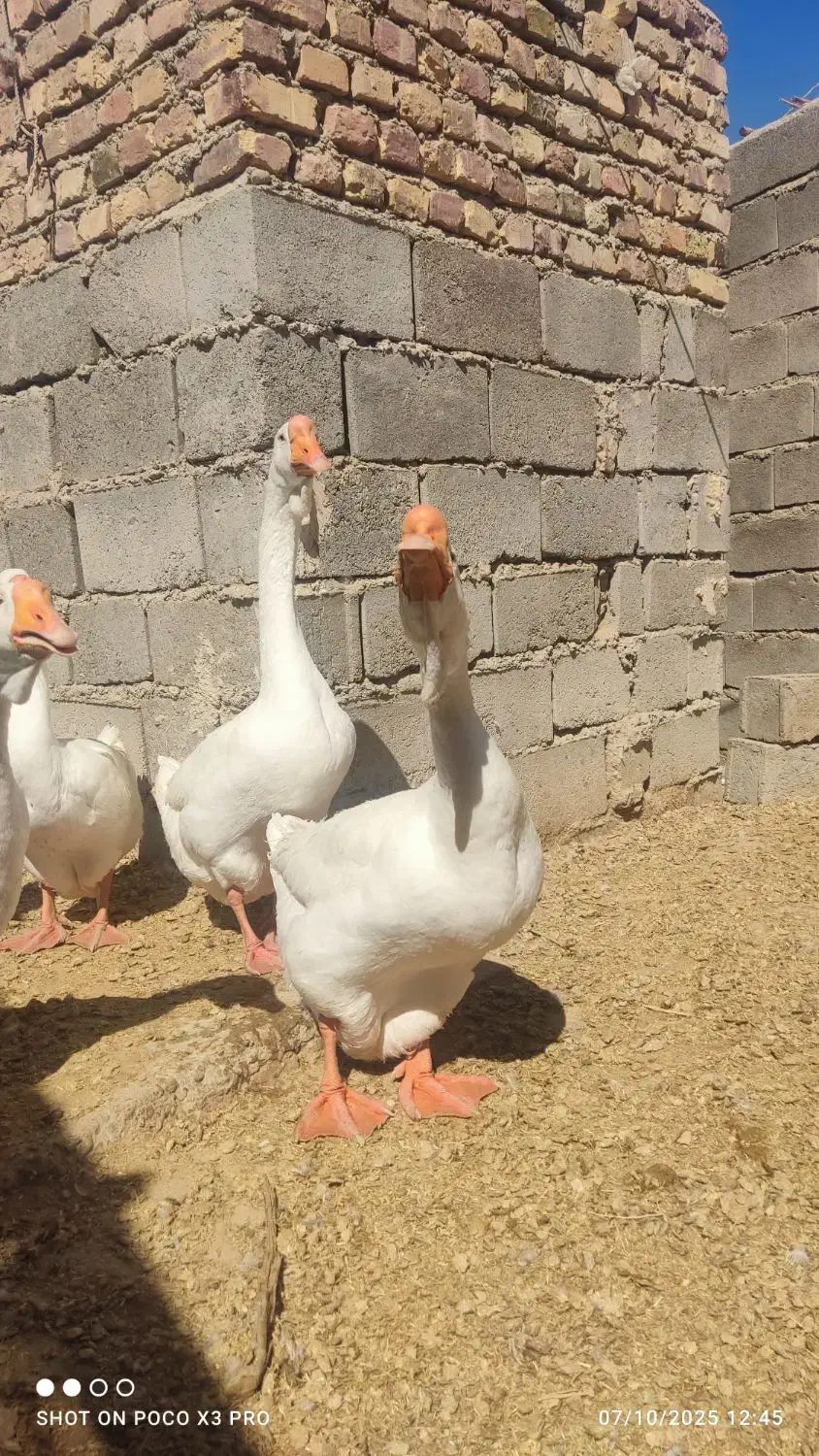 قوغاز خالمانگوری دوناف وشاخ دار|حیوانات مزرعه|هامون, |دیوار