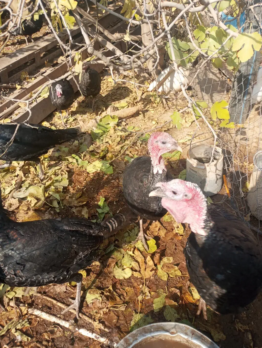 بوقلمون خانگی ارگانیک|حیوانات مزرعه|پیشوا, |دیوار