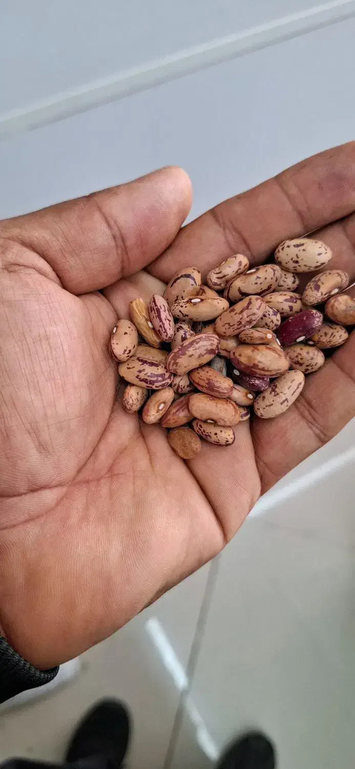 حبوبات لوبیا چ ی ت ی|عمده‌فروشی|فولادشهر, C4|دیوار