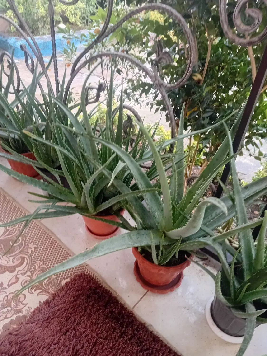 گلهای آلوئه ورا|گل و گیاه طبیعی|کوچصفهان, |دیوار