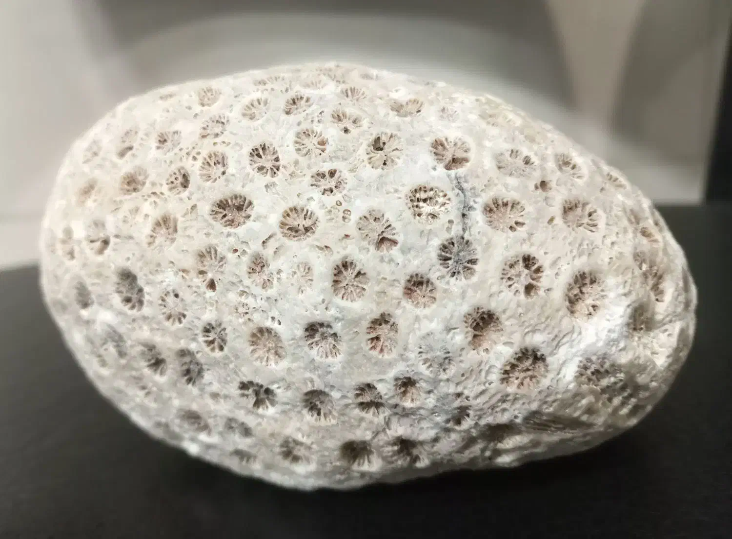 فسیل|کلکسیون اشیاء عتیقه|پاکدشت, پاکدشت (مامازند)|دیوار