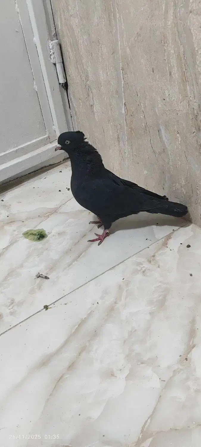 کبوتر غریب|پرنده|کوهدشت, |دیوار