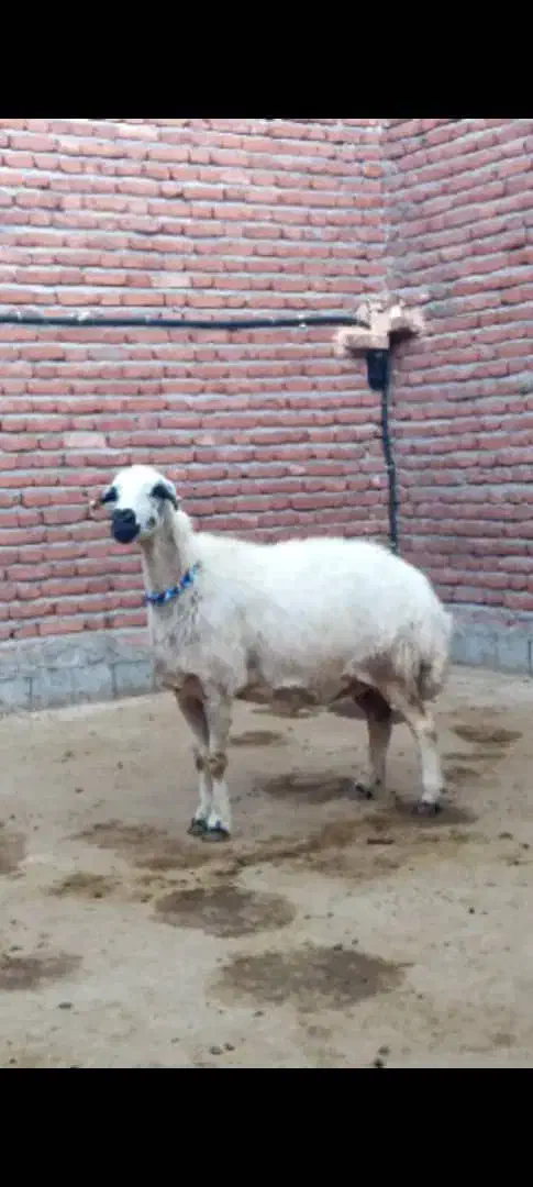 میش آبستن و قوچ|حیوانات مزرعه|ملکان, |دیوار