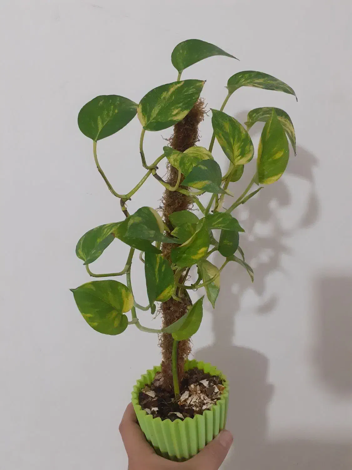 گل پتوس|گل و گیاه طبیعی|رشت, فلسطین|دیوار