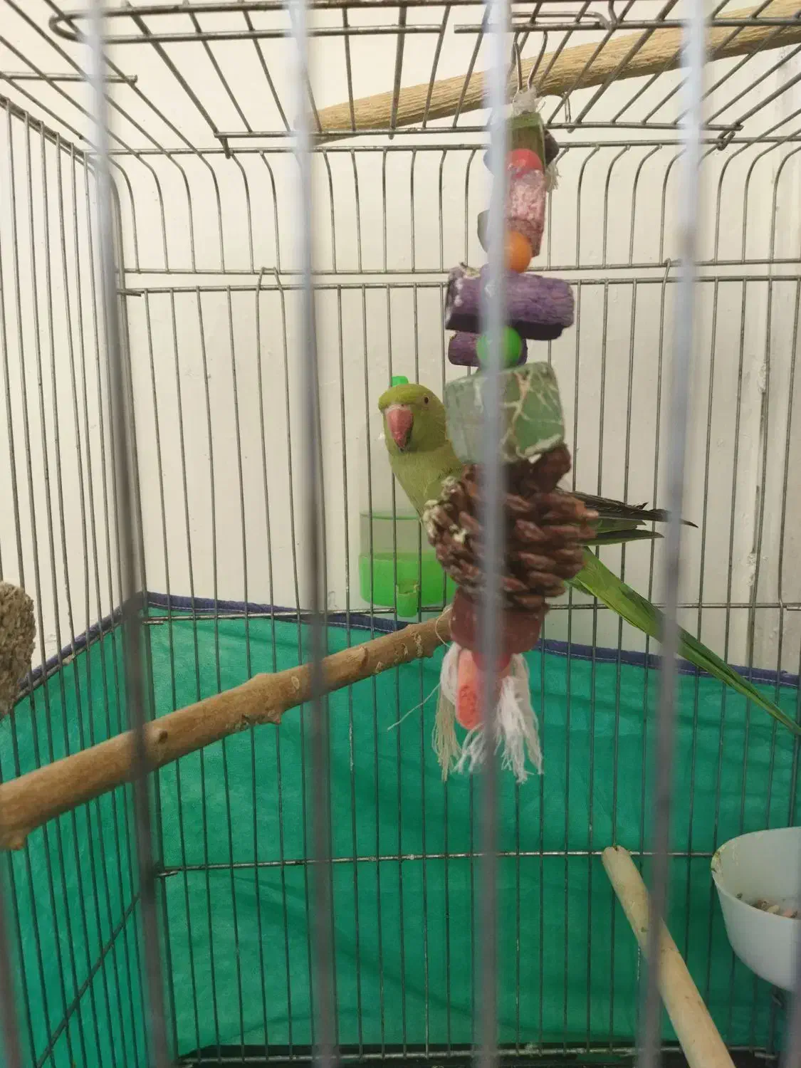 جوجه ملنگو نر|پرنده|قم, نیروگاه|دیوار