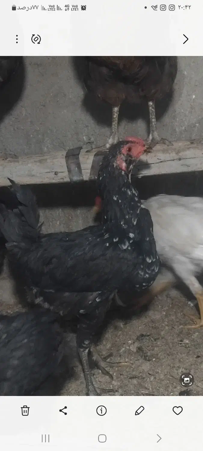 معاوضه خروس|حیوانات مزرعه|محمدشهر, جعفرآباد|دیوار